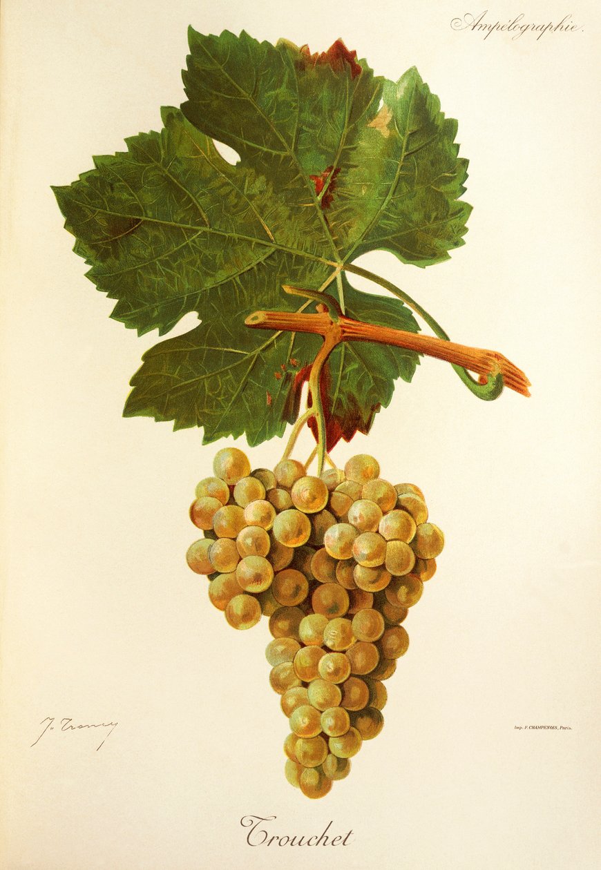 Trouchet grape od J. Troncyho od Jules Troncy