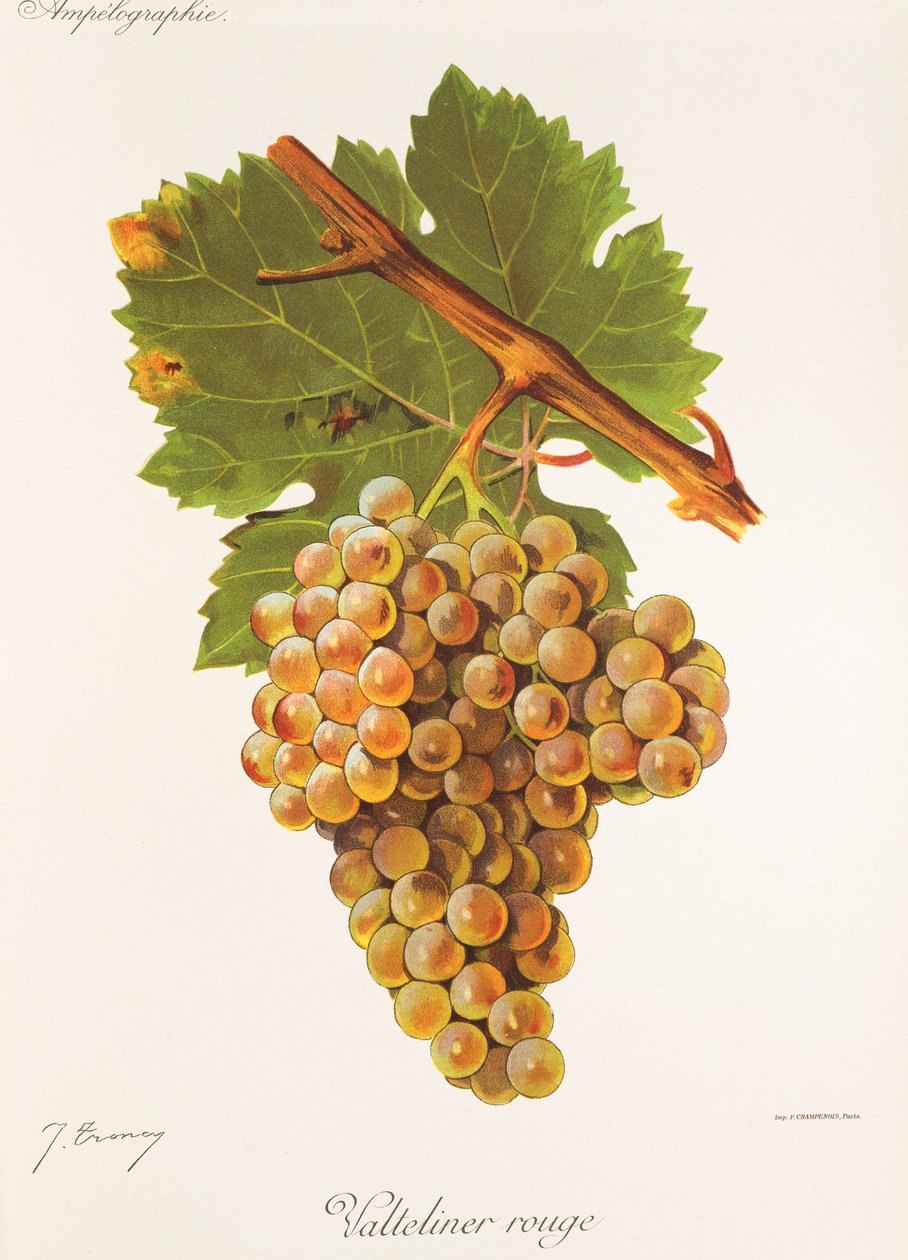 Hrozna Valteliner Rouge od J. Troncyho od Jules Troncy