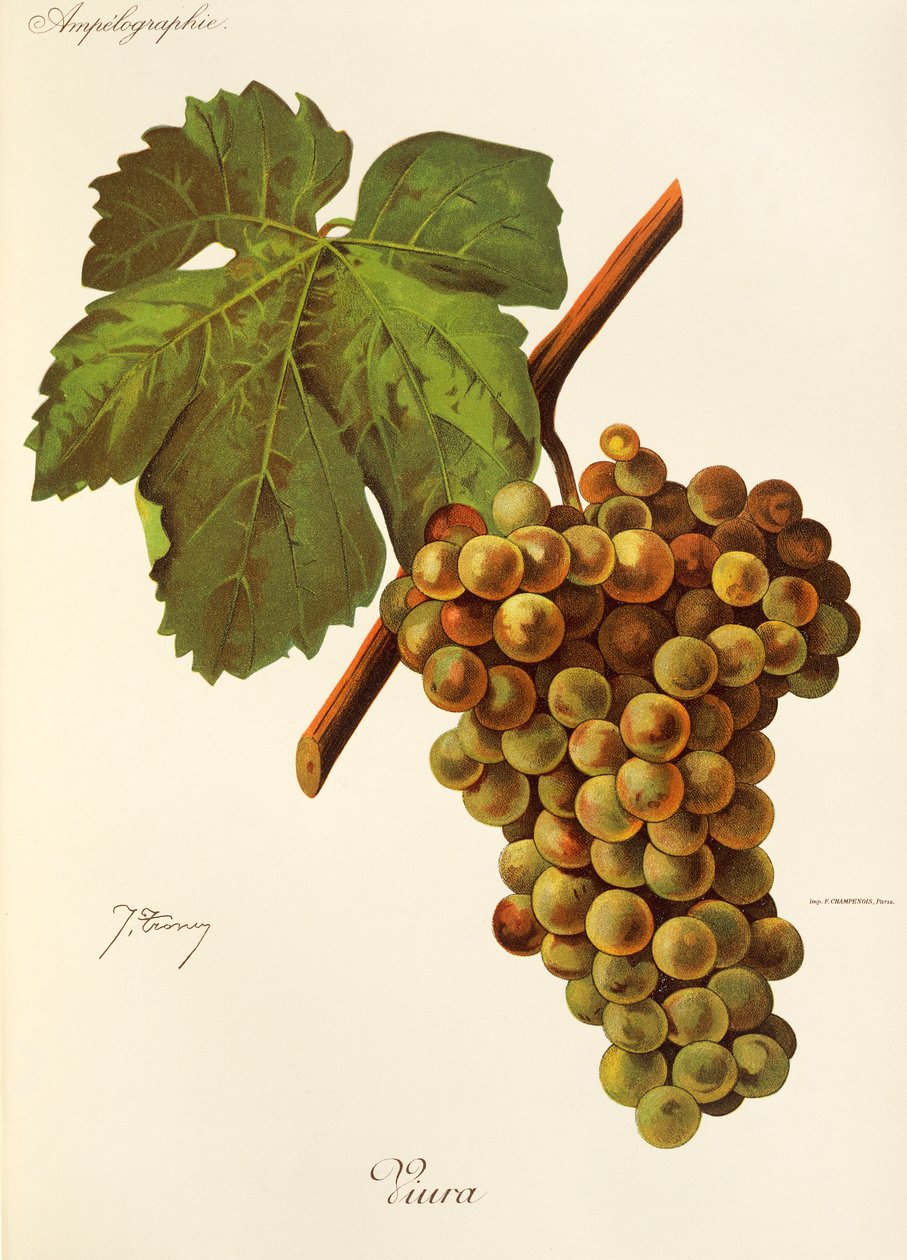 Hrozna Viura od J. Troncyho od Jules Troncy