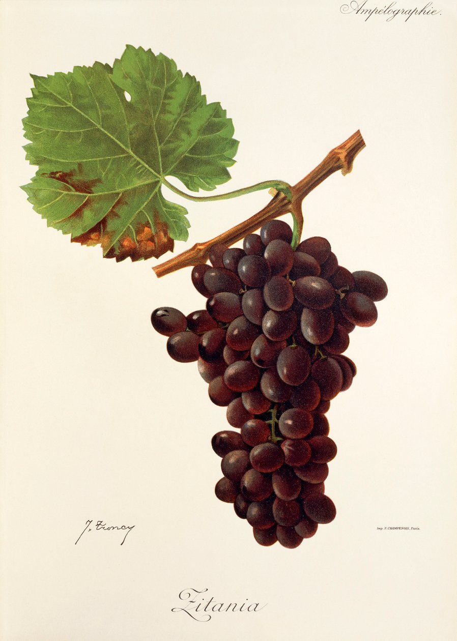 Hrozna Zitania od J. Troncyho od Jules Troncy