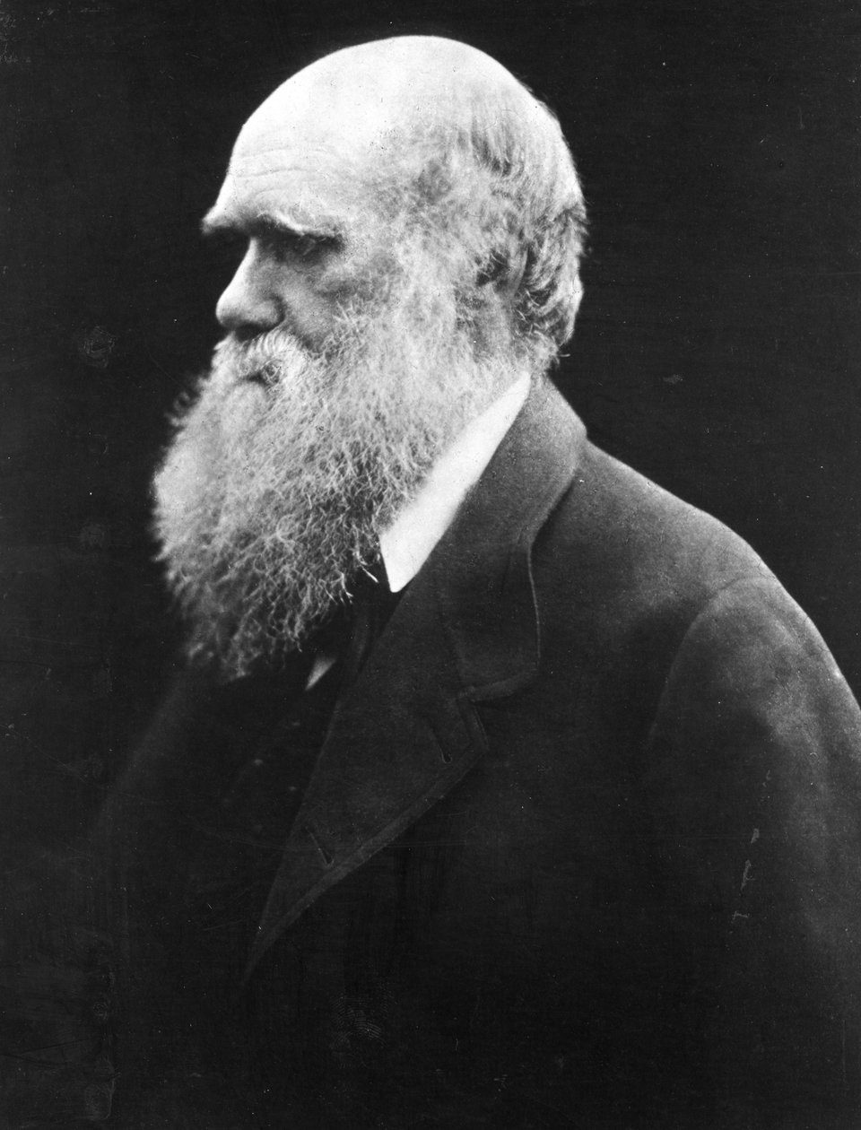 Charles Darwin, asi 1870 od Julia Margaret Cameron