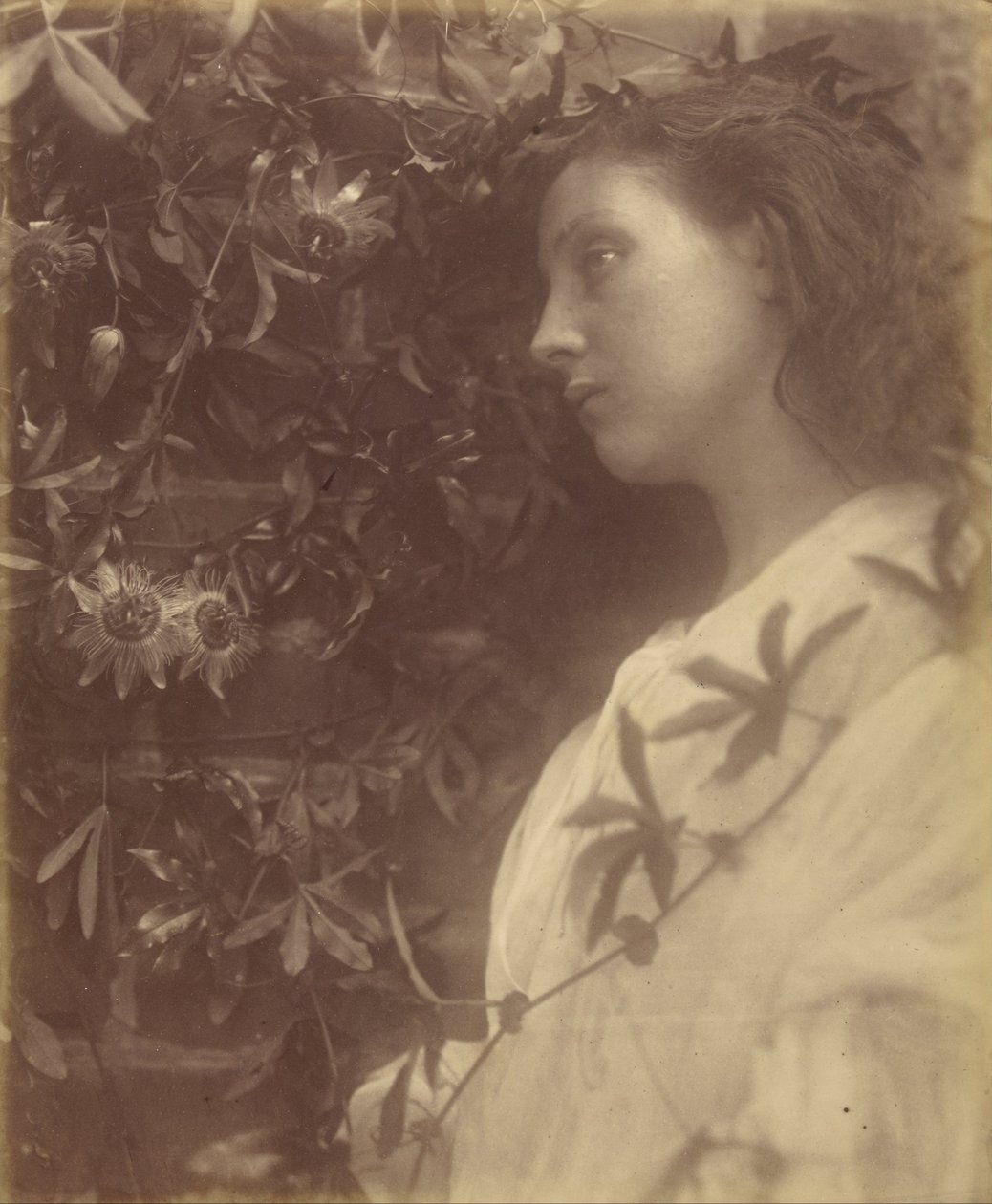 Maud There Fallen a great Tear from the Passion Flower at the Gate od Julia Margaret Cameron