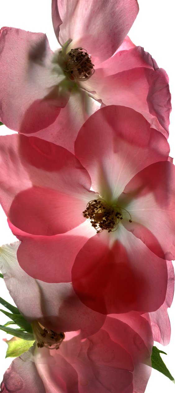 Alice Rose Trio, 2014, (digitální fotogram, digitální originální tisk) od Julia McLemore