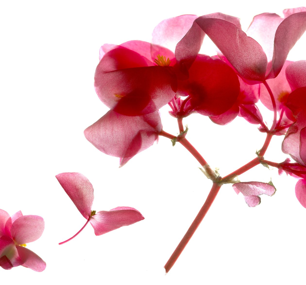Begonia Pink VII (digitální fotogram, digitální originální tisk) od Julia McLemore