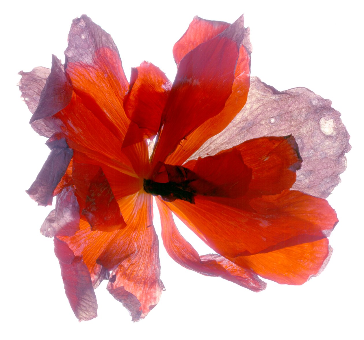 Begonia Round (digitální fotogram, digitální originální tisk) od Julia McLemore