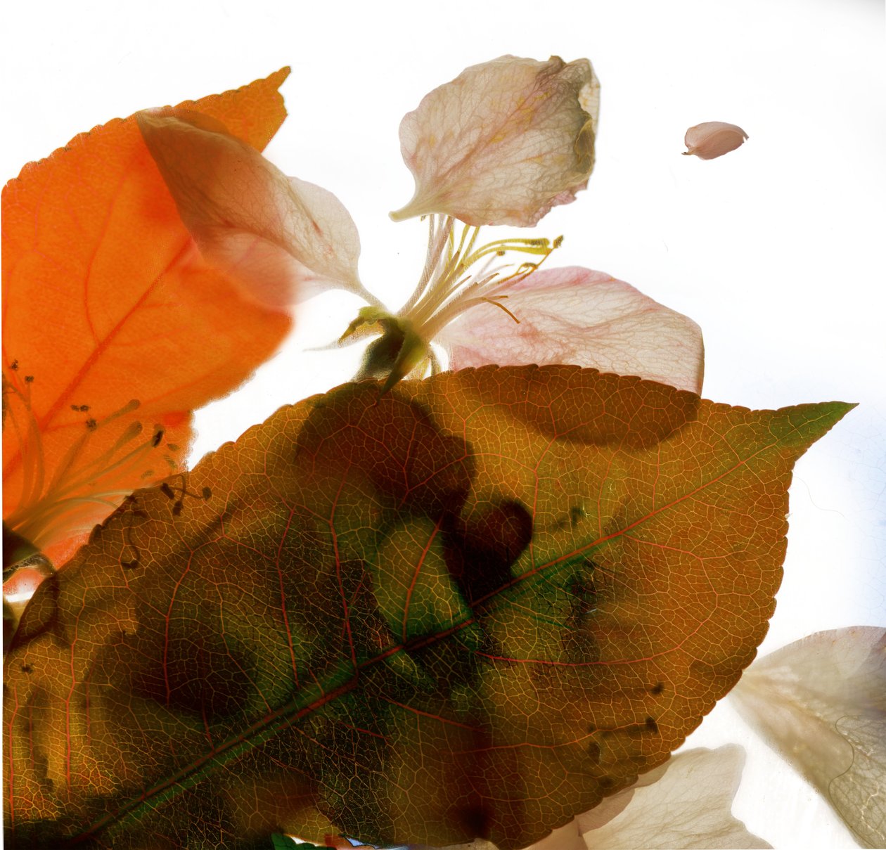 Crabapple Rose I, 2014, (digitální fotogram, digitální originální tisk) od Julia McLemore