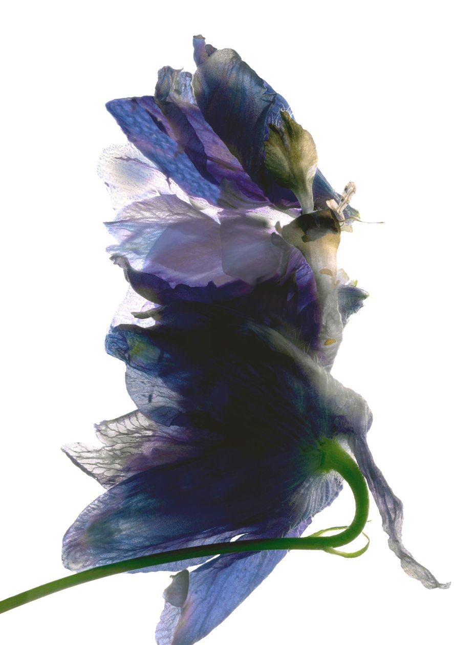 Delphinium Dance, 2009, (digitální fotogram, digitální originální tisk) od Julia McLemore