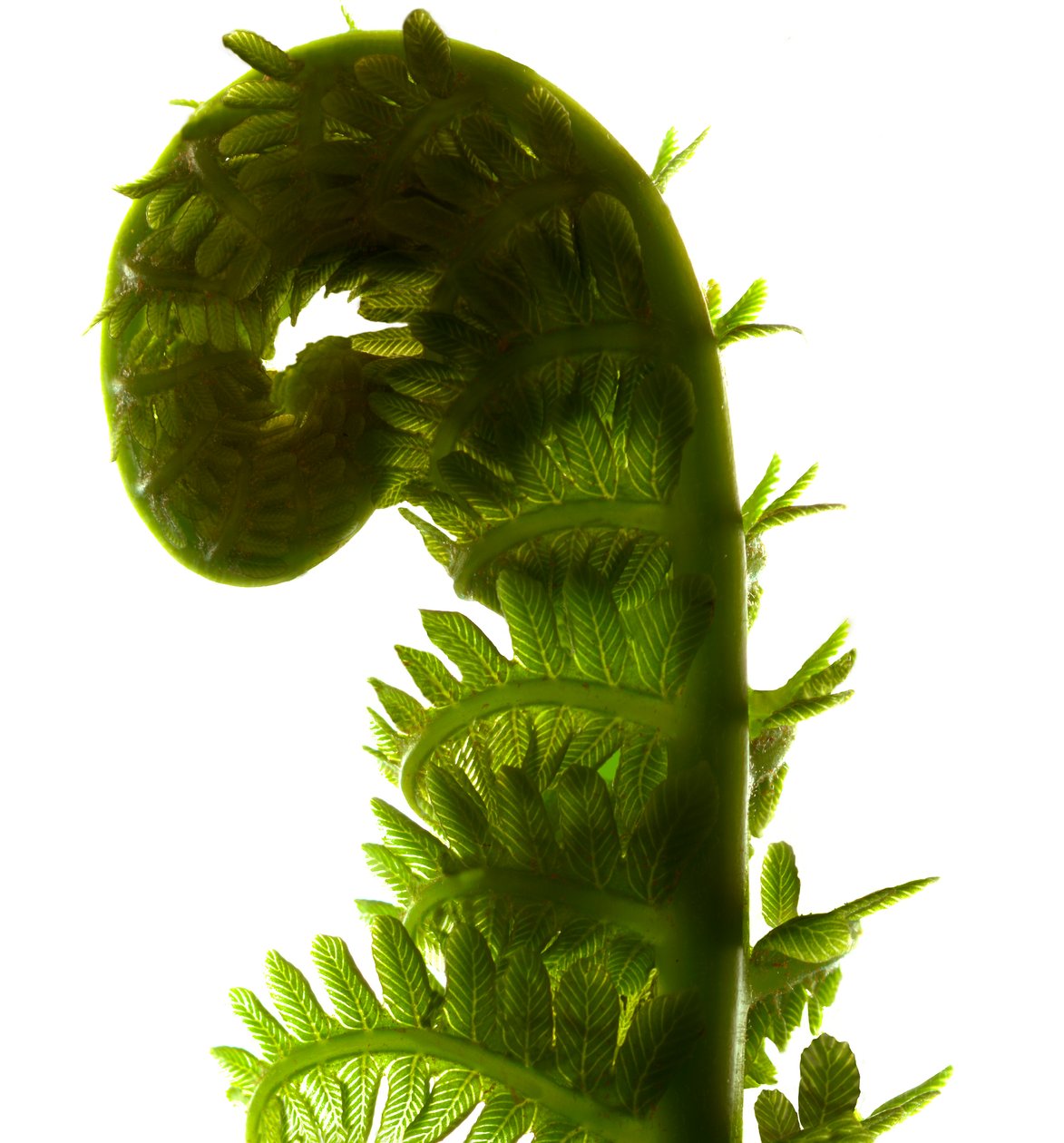 Fern Curve, 2009, (digitální fotogram, digitální originální tisk) od Julia McLemore