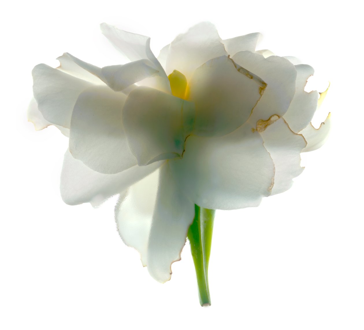 Gardenia Float, 2011, (digitální fotogram, digitální originální tisk) od Julia McLemore