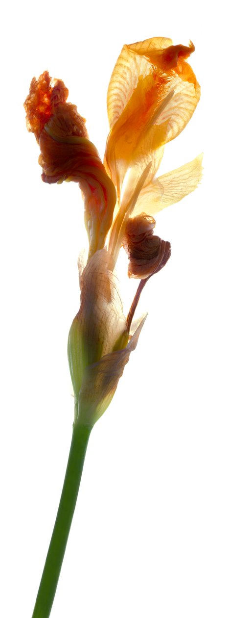 Iris Yellow, 2011, (digitální fotogram, digitální originální tisk) od Julia McLemore