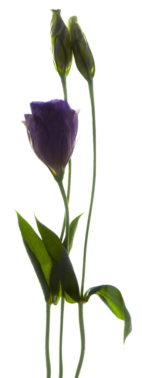 Lisianthus Duo (digitální fotogram, digitální originální tisk) od Julia McLemore