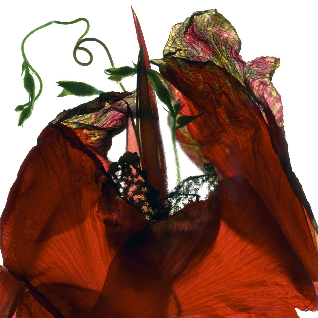 Morning Glory Canna Red (digitální fotogram, digitální originální tisk) od Julia McLemore