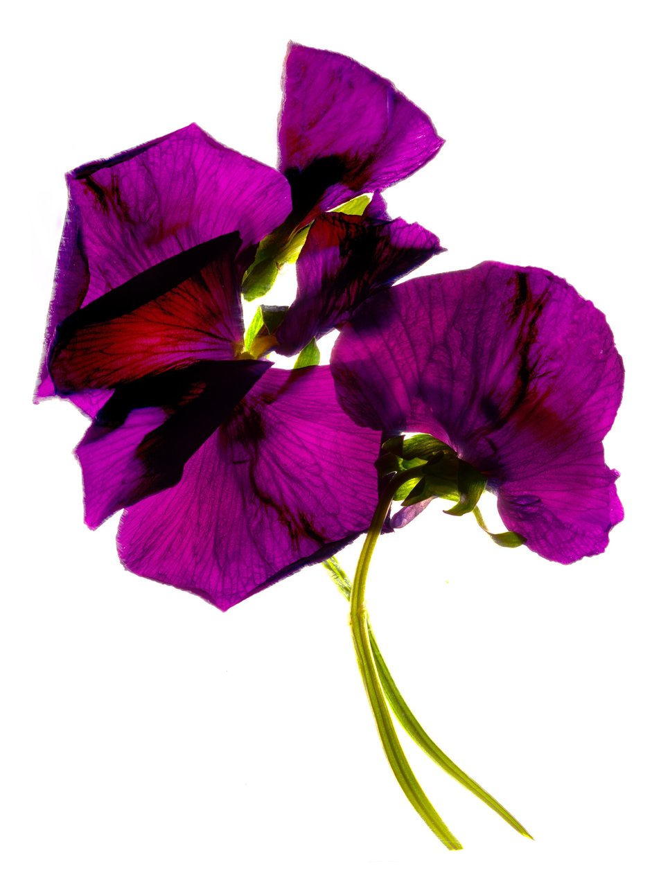 Macešky III (digitální fotogram, digitální originální tisk) od Julia McLemore