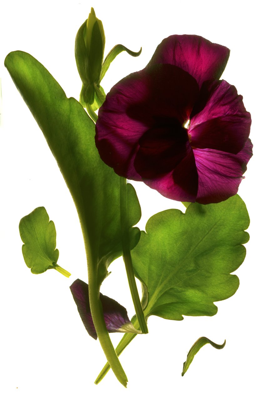 Pansy Purple, 2014, (digitální fotogram, digitální originální tisk) od Julia McLemore