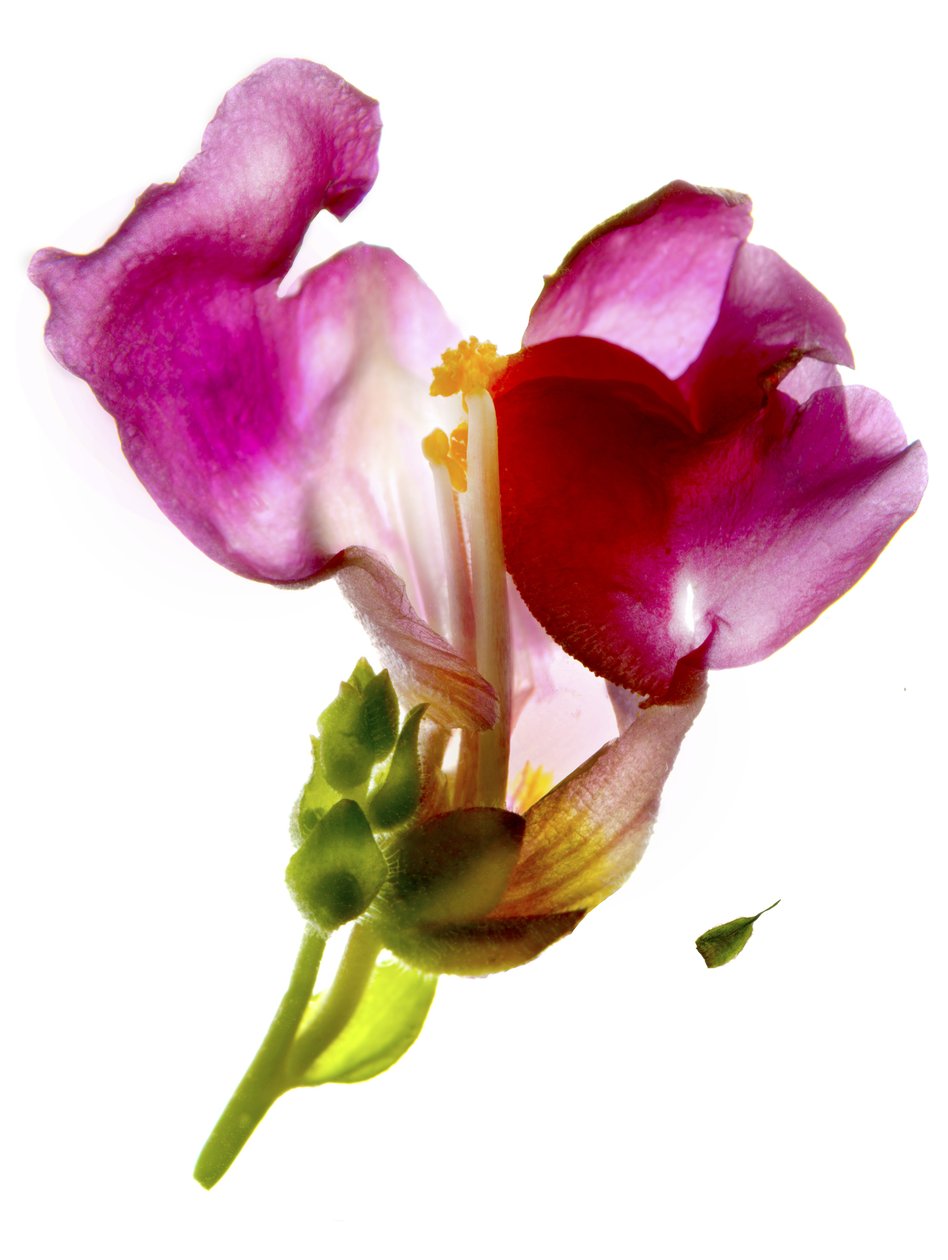 Snapdragon Pink (digitální fotogram, digitální originální tisk) od Julia McLemore
