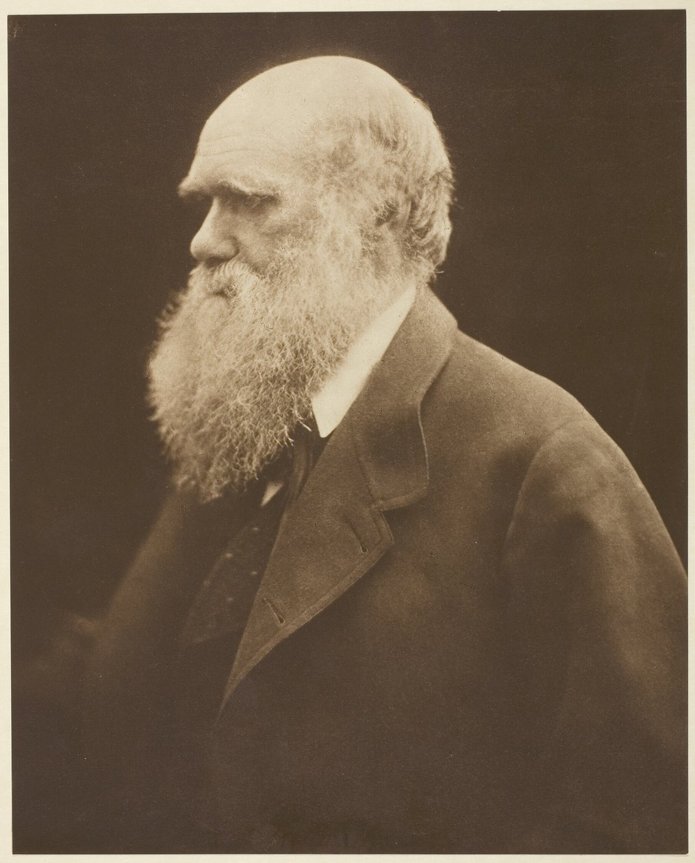 Charles Darwin od Julia Margaret Cameron