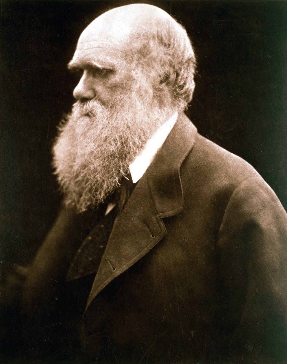 Charles Darwin, britský přírodovědec, c1870 od Julia Margaret Cameron