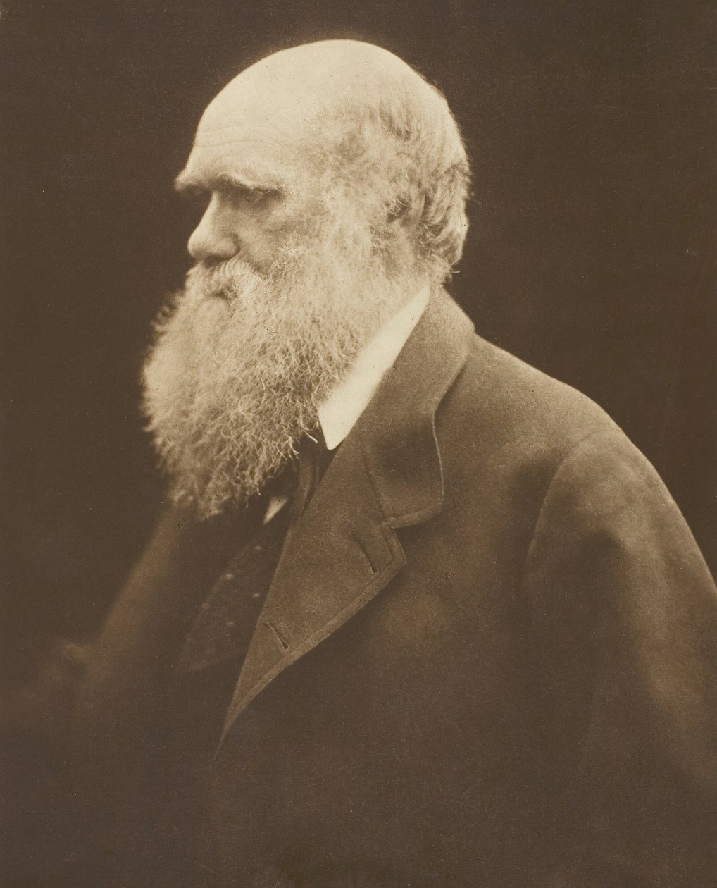 Charles Darwin, c. 1868, vytištěno 1875. od Julia Margaret Cameron