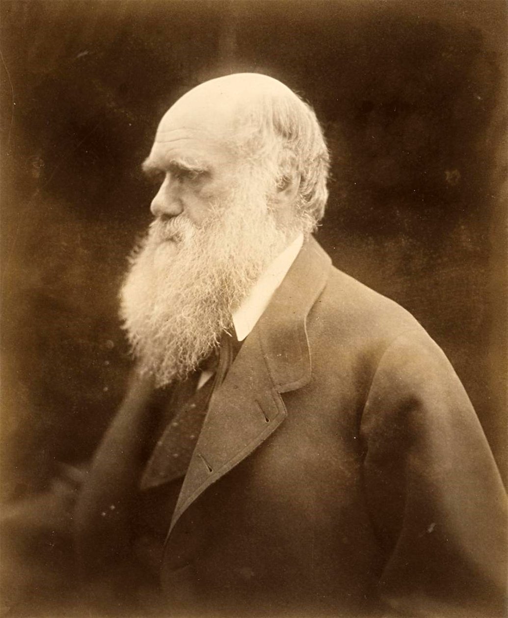 Portrét Charlese Darwina, 1868 od Julia Margaret Cameron