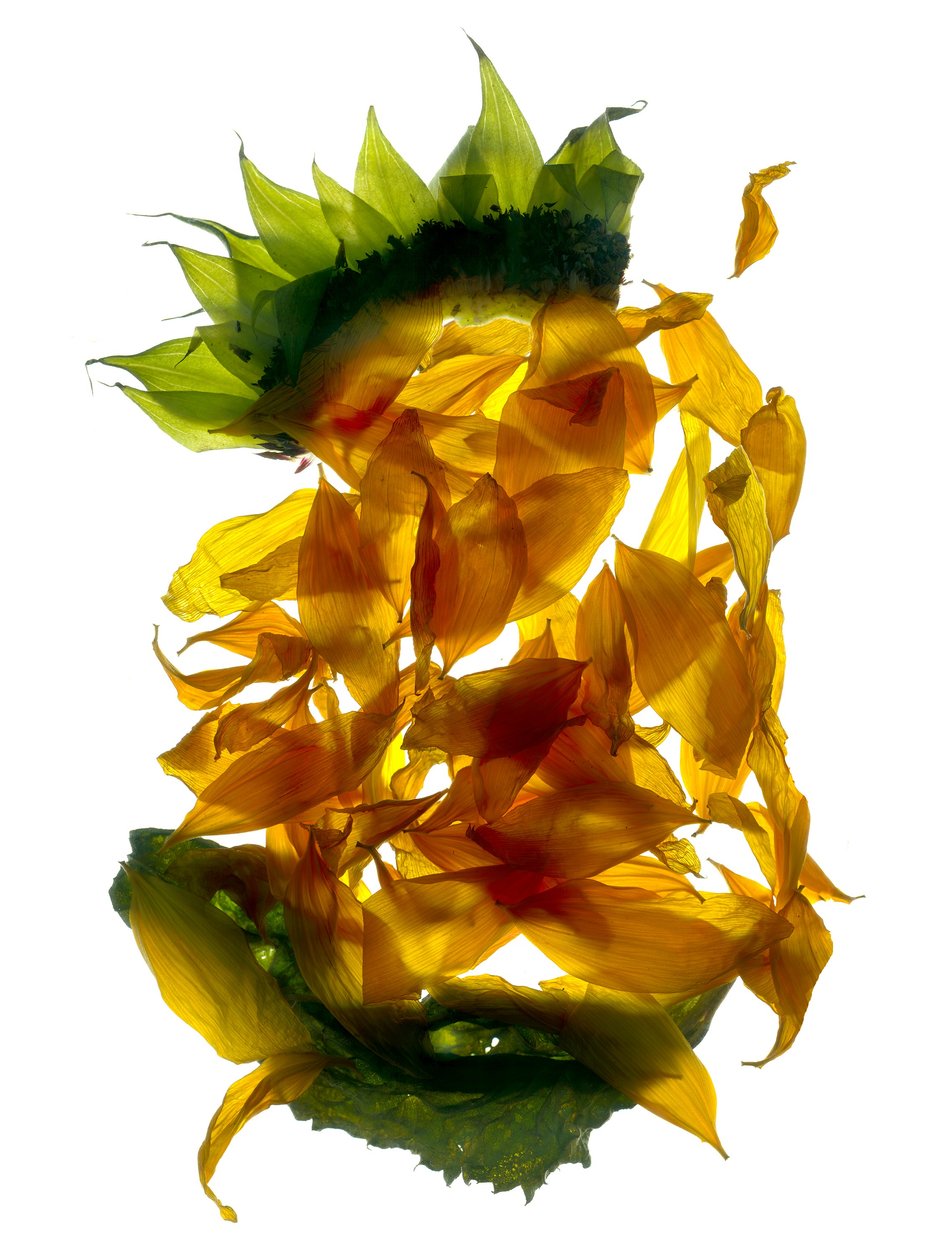 Chiquita Sunflower (digitální fotogram, digitální originální tisk) od Julia McLemore