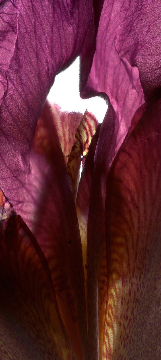 Iris Shrine Purple, 2011, (digitální fotogram, digitální originální tisk) od Julia McLemore