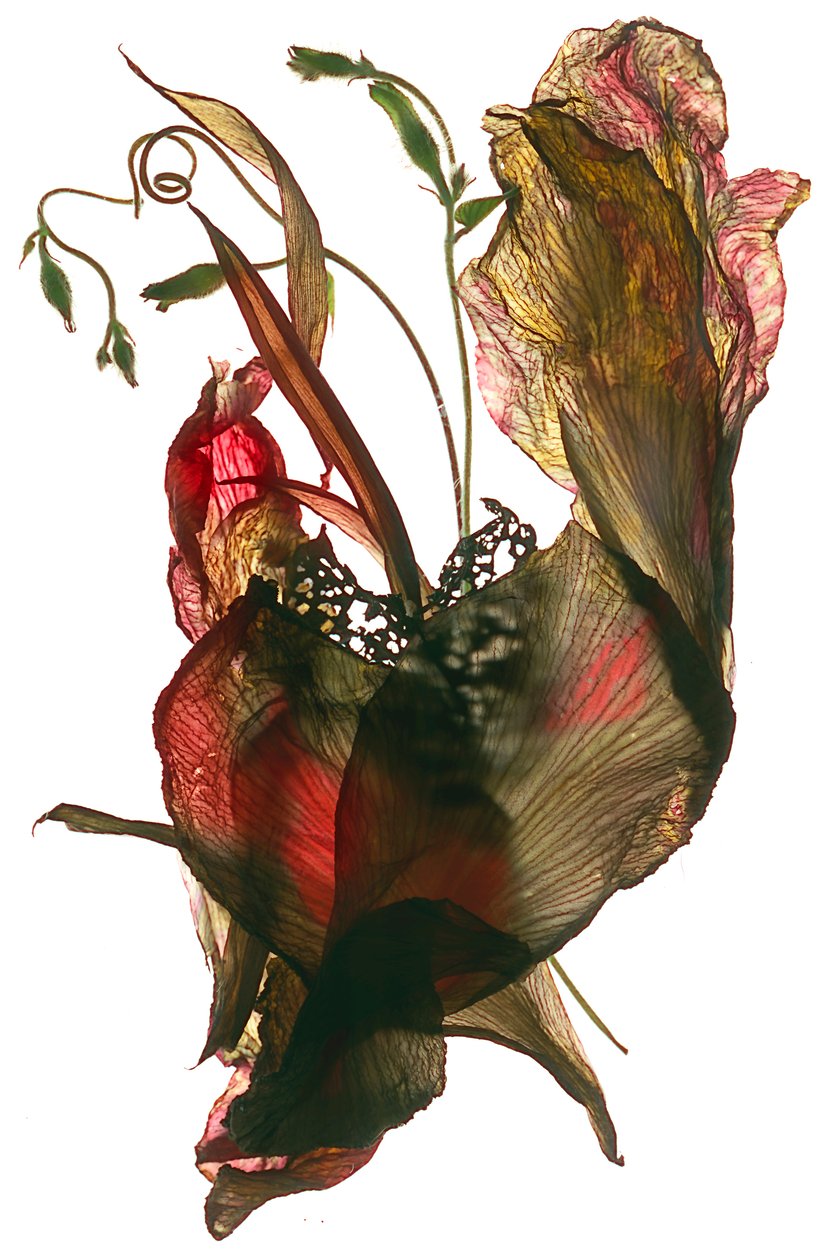 Morning Glory Canna Heart, 2012, (digitální fotogram) od Julia McLemore