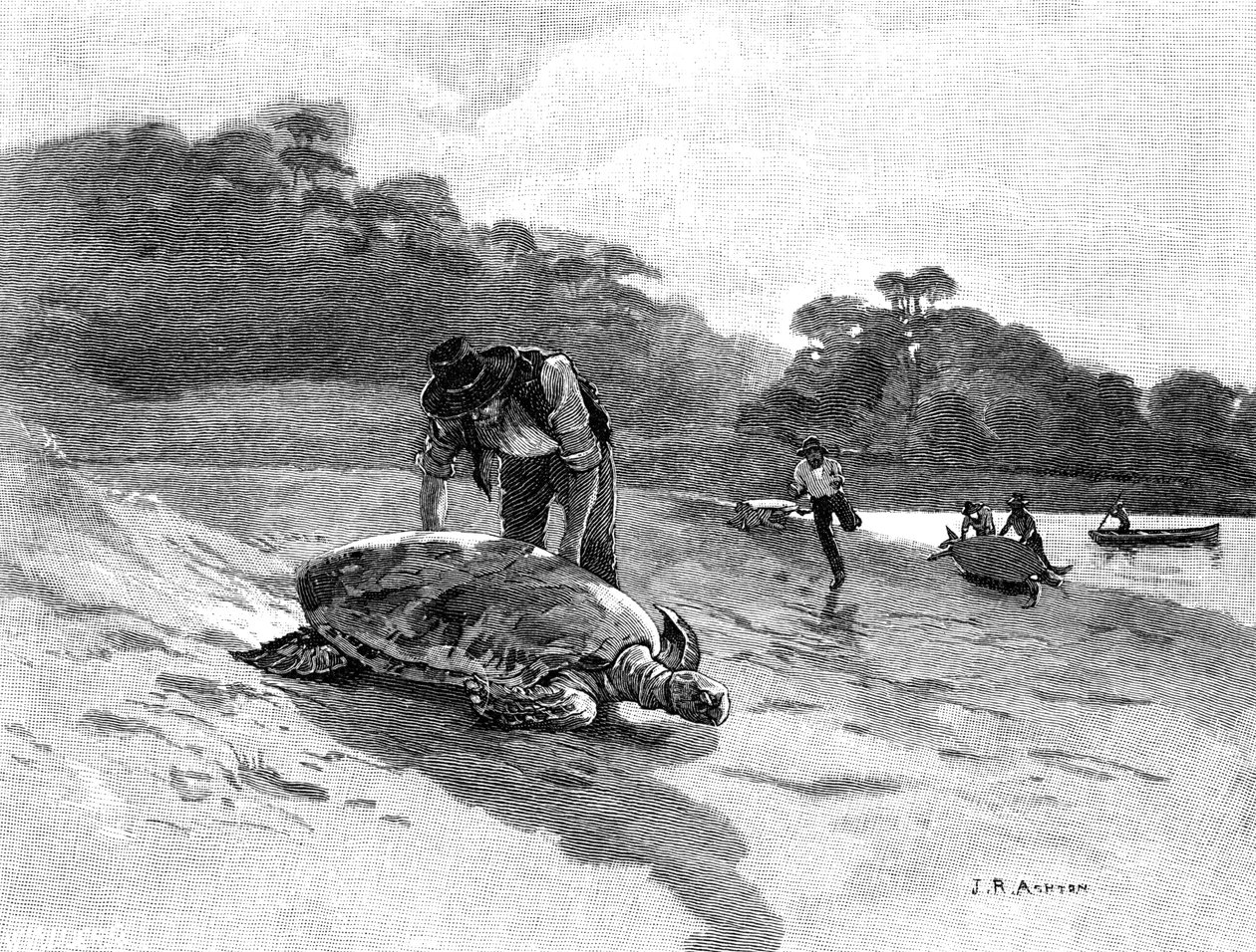 Chytání želv, 1886. od Julian Ashton