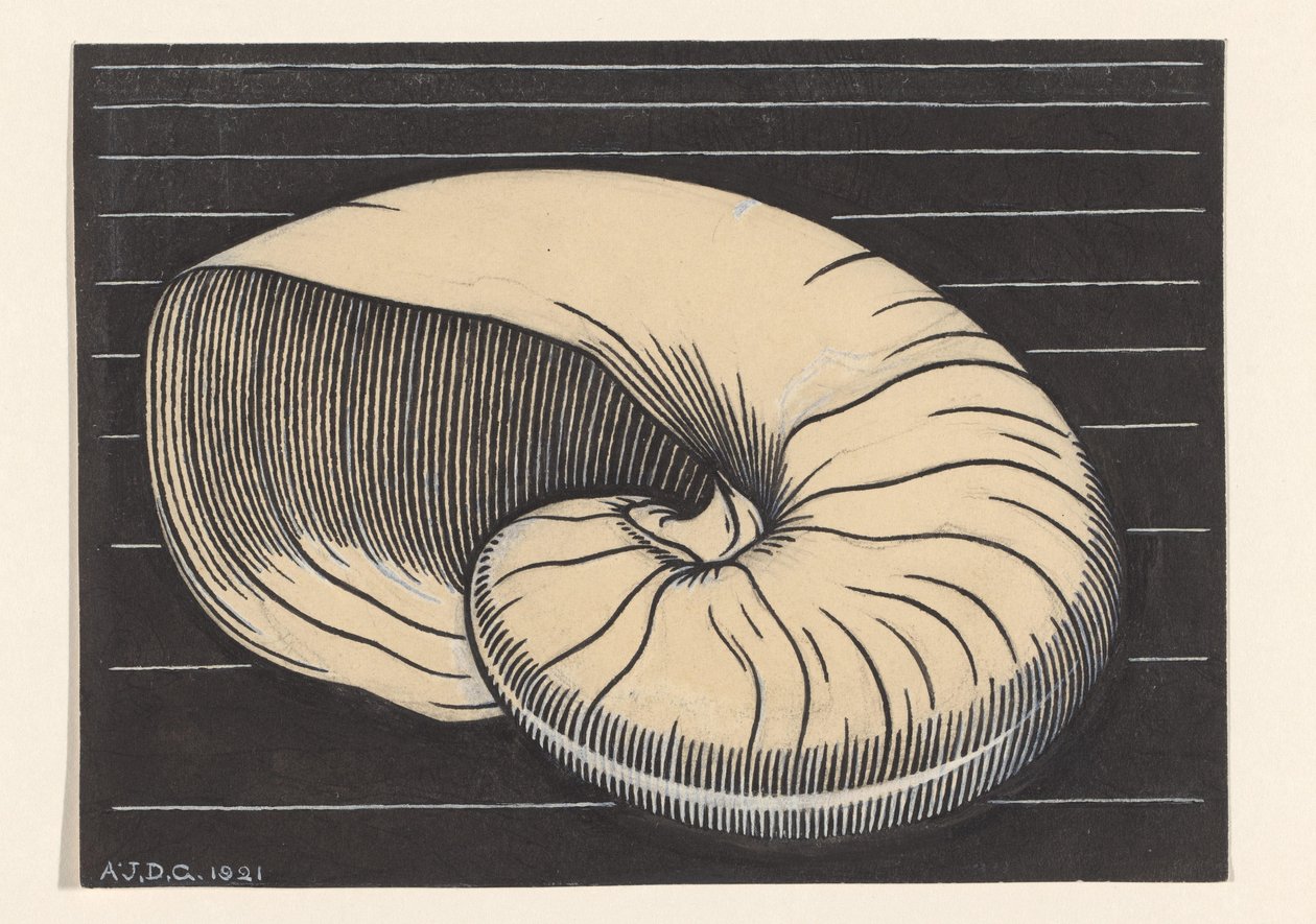 Nautilusschelp od Julie de Graag (signed by artist)