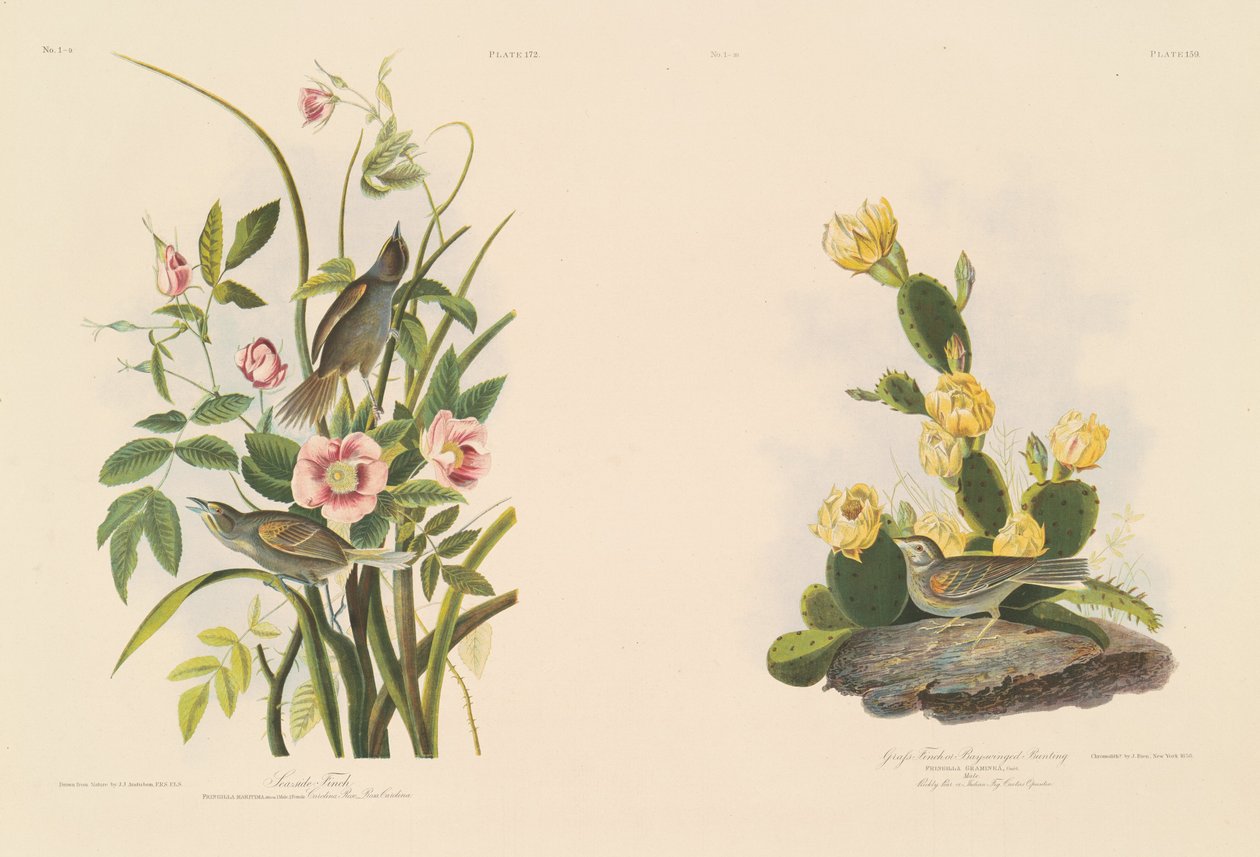 pěnkava přímořská; a Grafs Finch nebo Bay-Winged Strnad od Julius Bien after John James Audubon