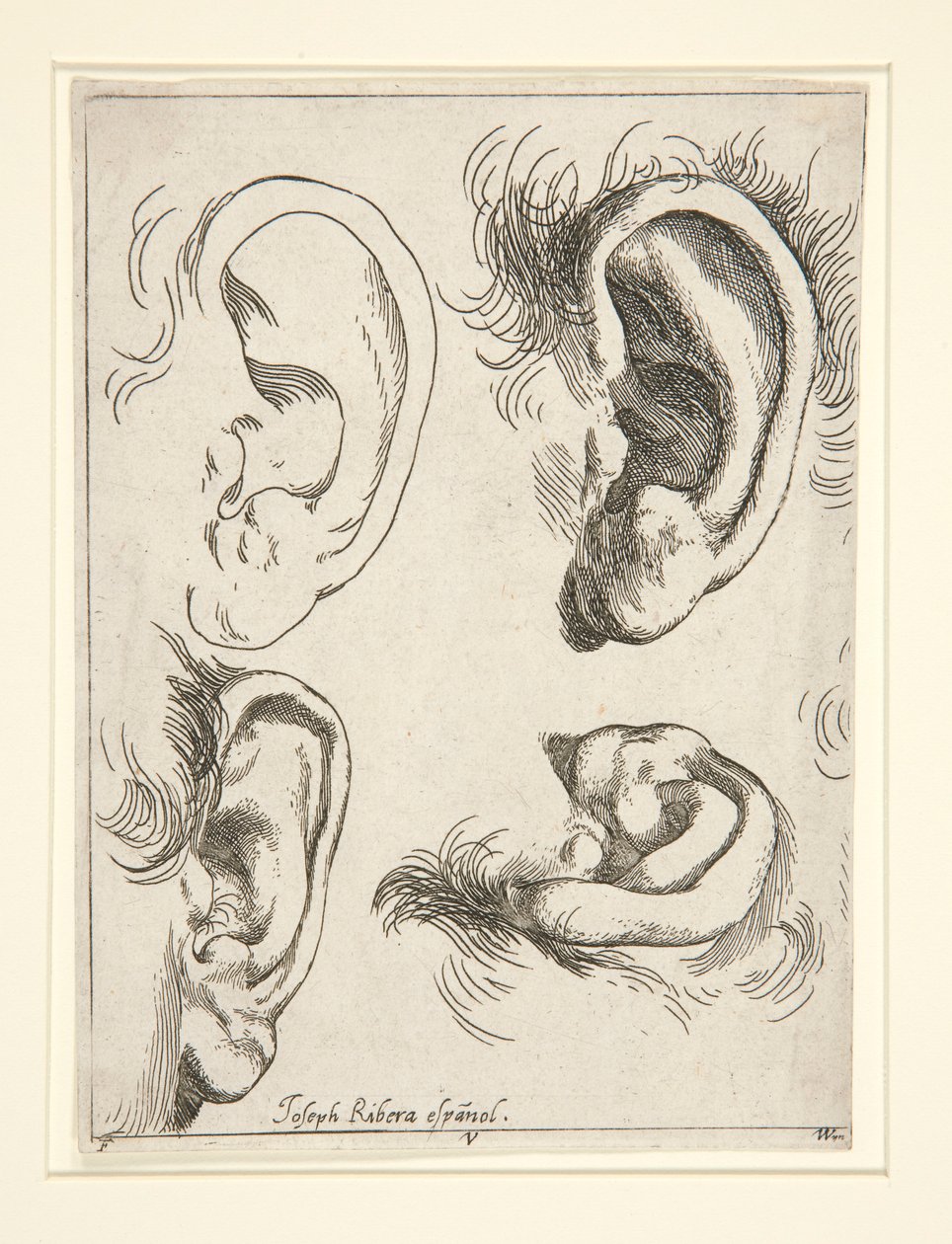 Studie čtyř uší od Jusepe de Ribera