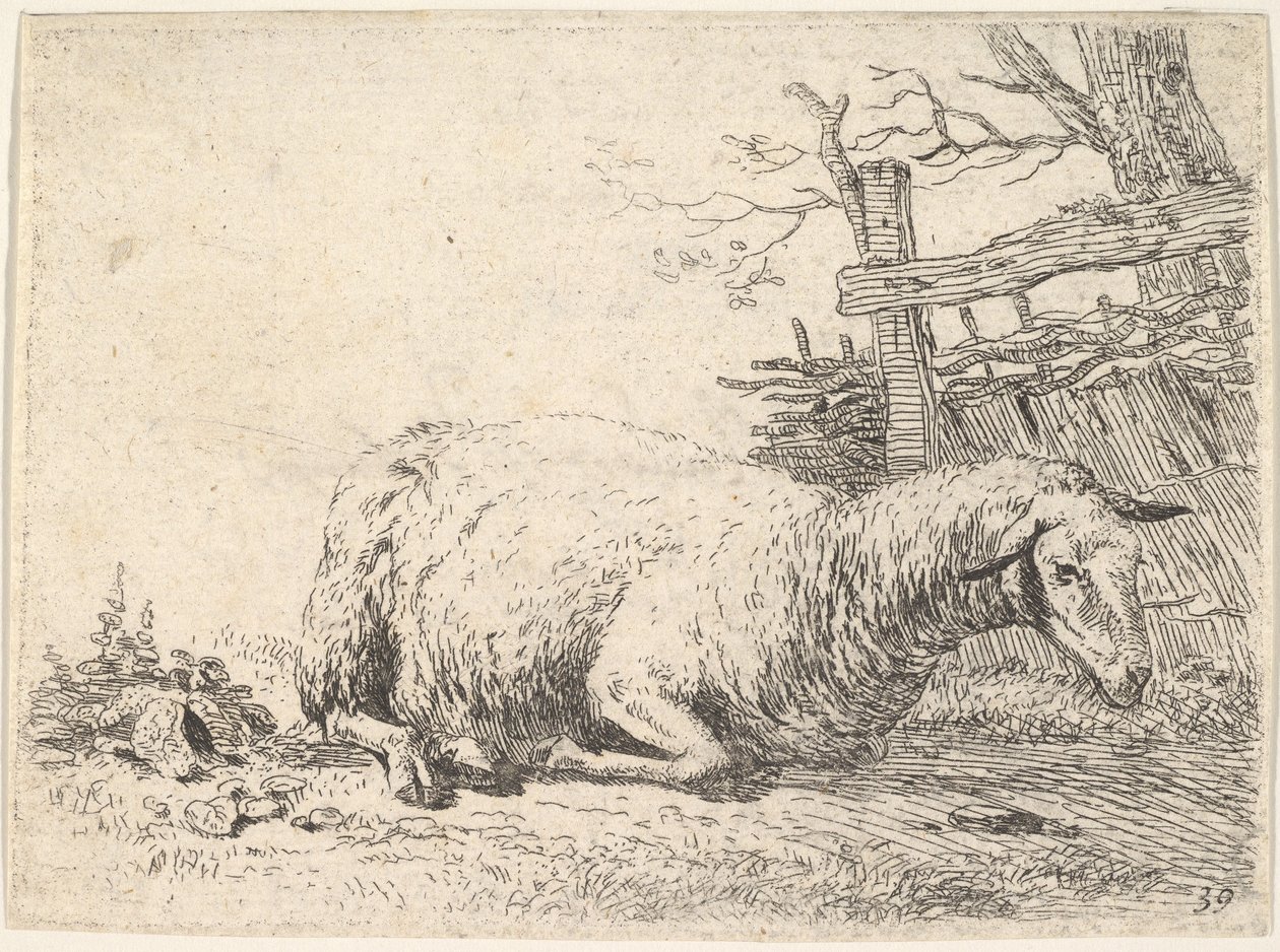 Ovce ležící se složenýma nohama pod tělem vedle dřevěného plotu, ona..., ca. 1655. od Karel Du Jardin