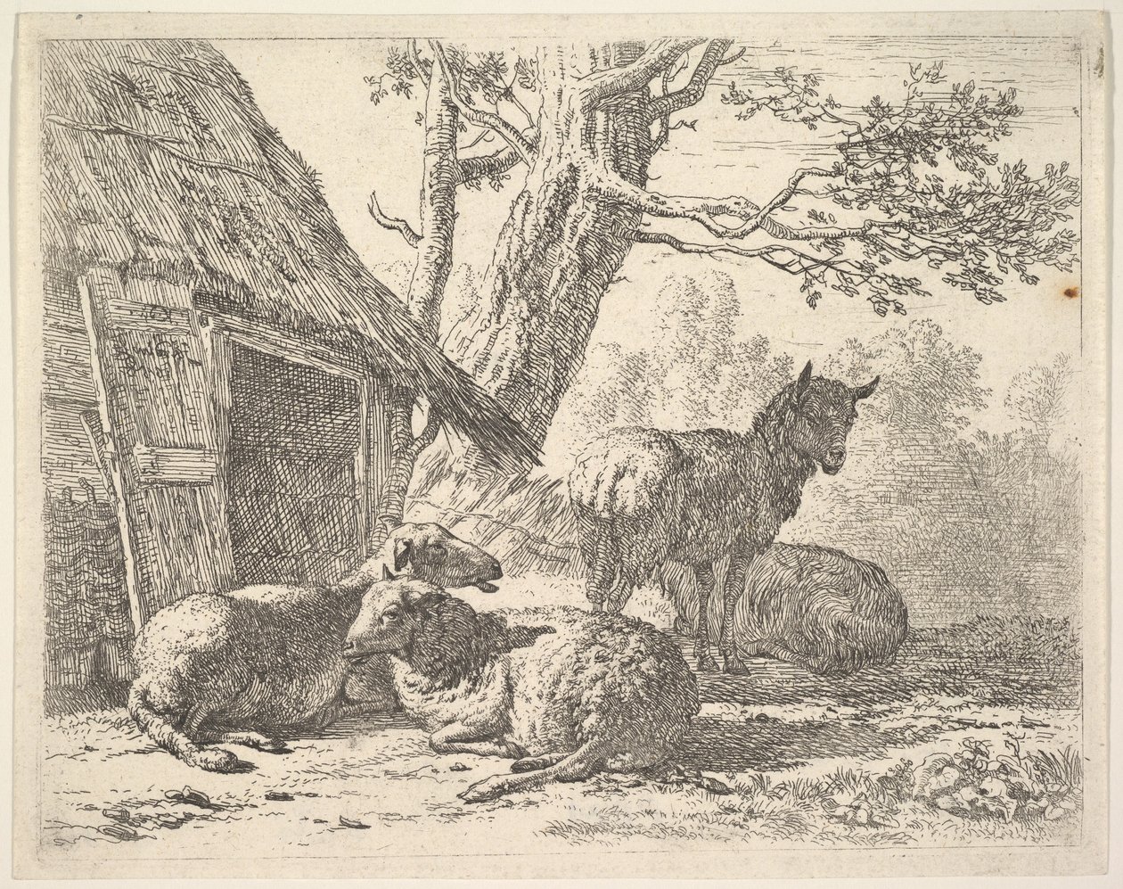 Čtyři ovce, jedna ovce stojí mezi třemi dalšími ležícími na zemi vedle kůlny s t..., 1658. od Karel Du Jardin