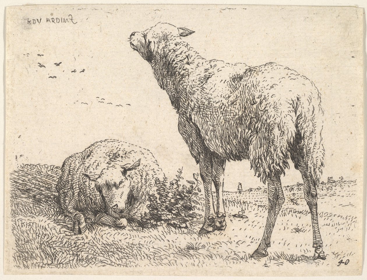Dvě ovce, jedna zobrazená zepředu v naleželé poloze se složenýma nohama..., ca. 1655. od Karel Du Jardin