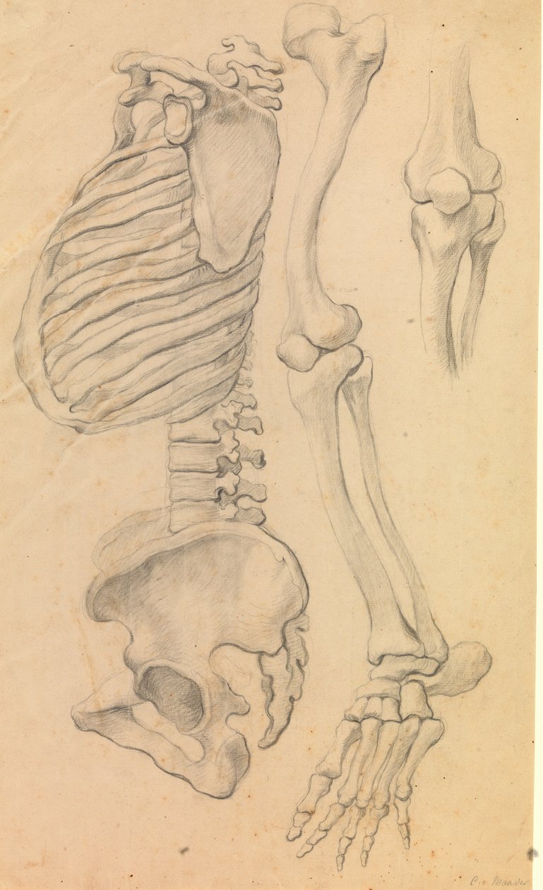 Páteř s hrudníkem a pánví, profil vlevo; také kosti levé nohy od kyčle ke špičce palce a detail kolena. (1662?). od Karel van III Mander