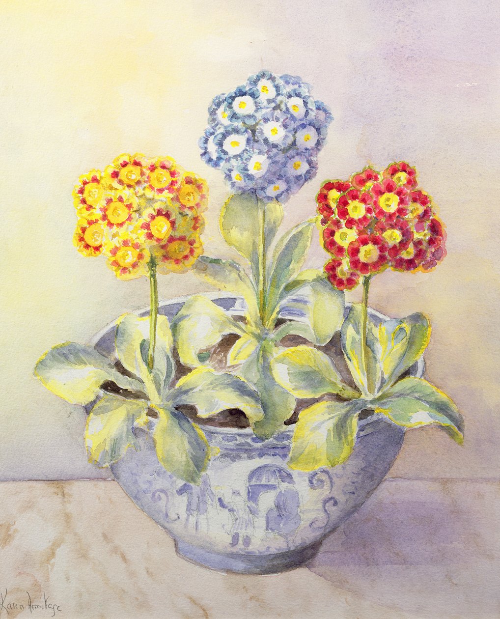 Auricula v čínském hrnci od Karen Armitage