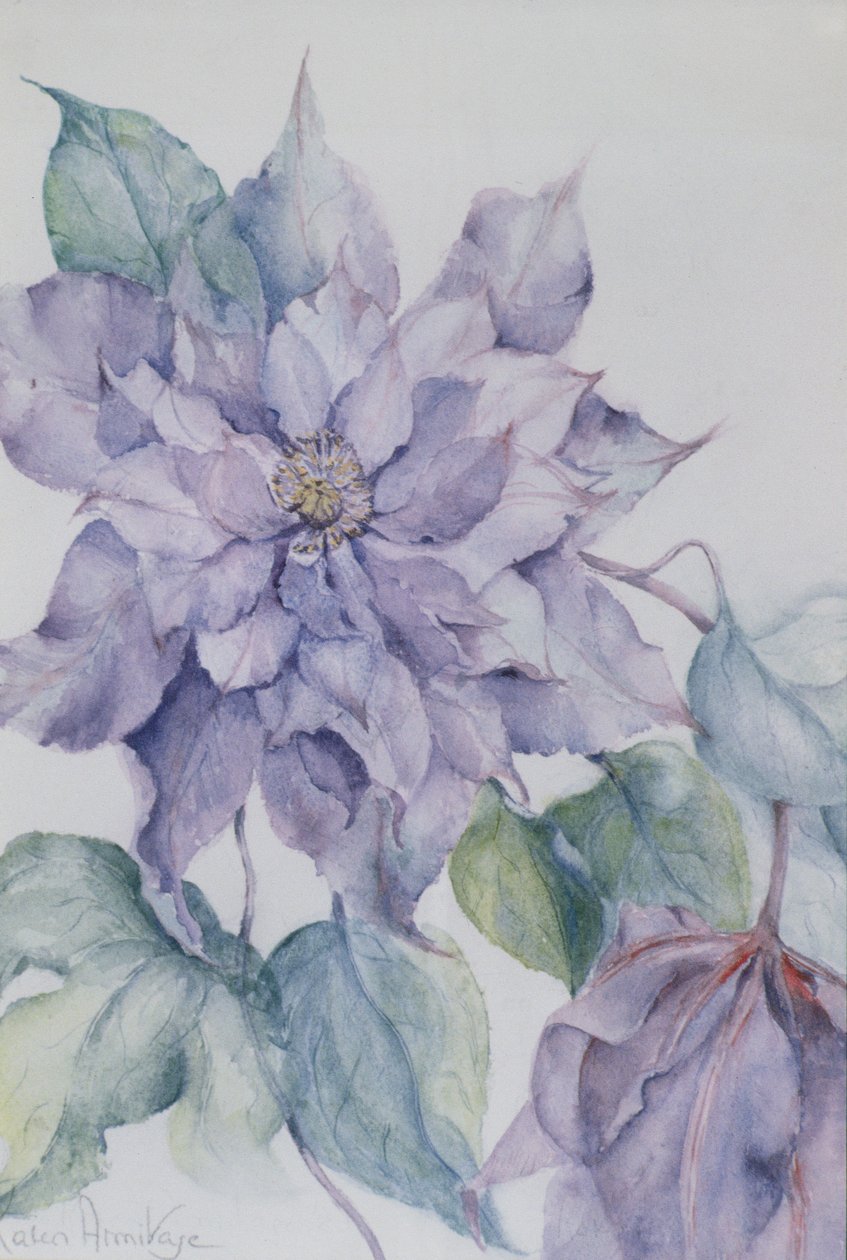 Clematis, Lord Neville od Karen Armitage