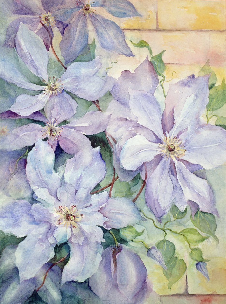 Clematis, prezident od Karen Armitage