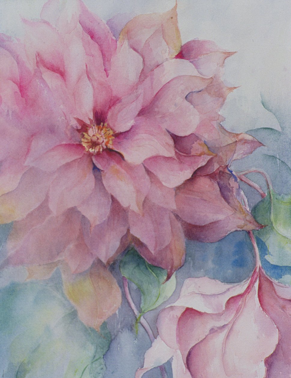 Clematis Vyvyan Penell od Karen Armitage
