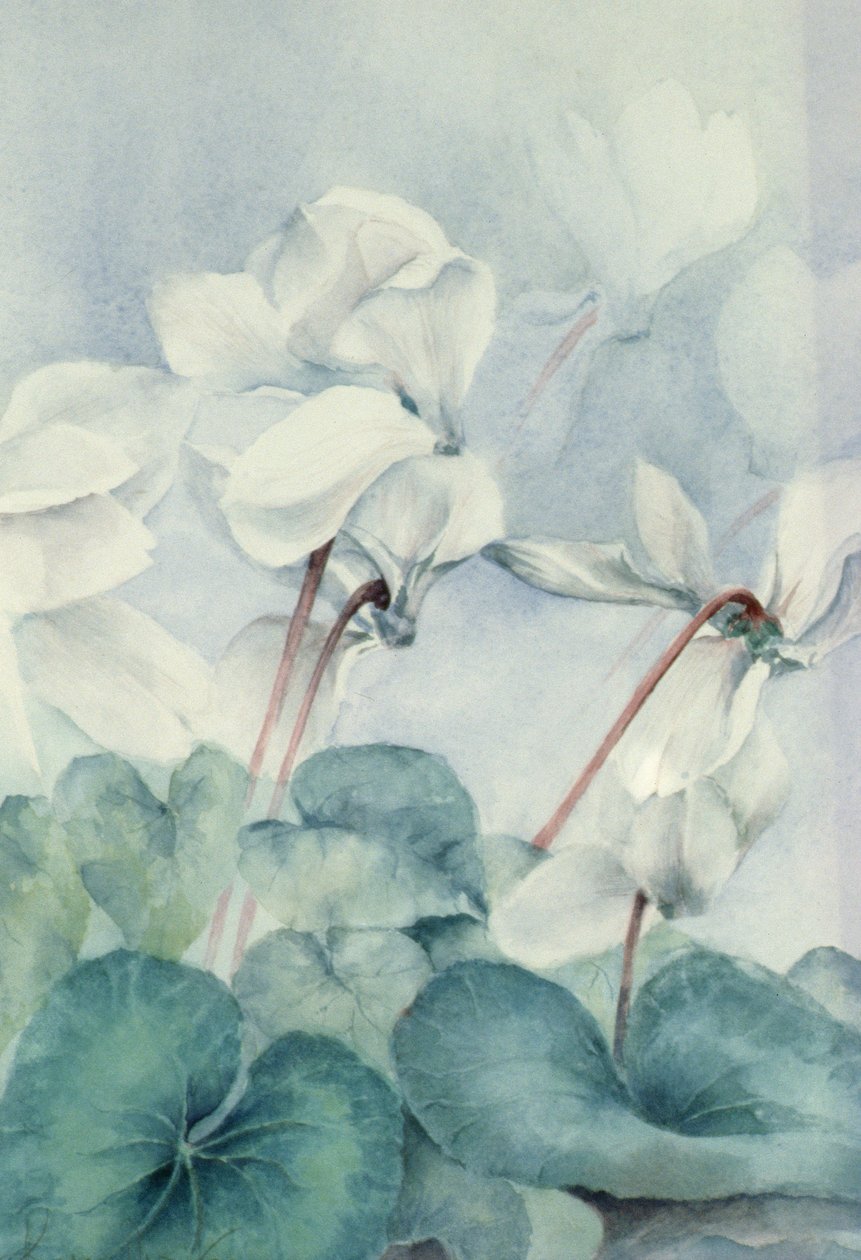 Cyclamen, Triumph White od Karen Armitage