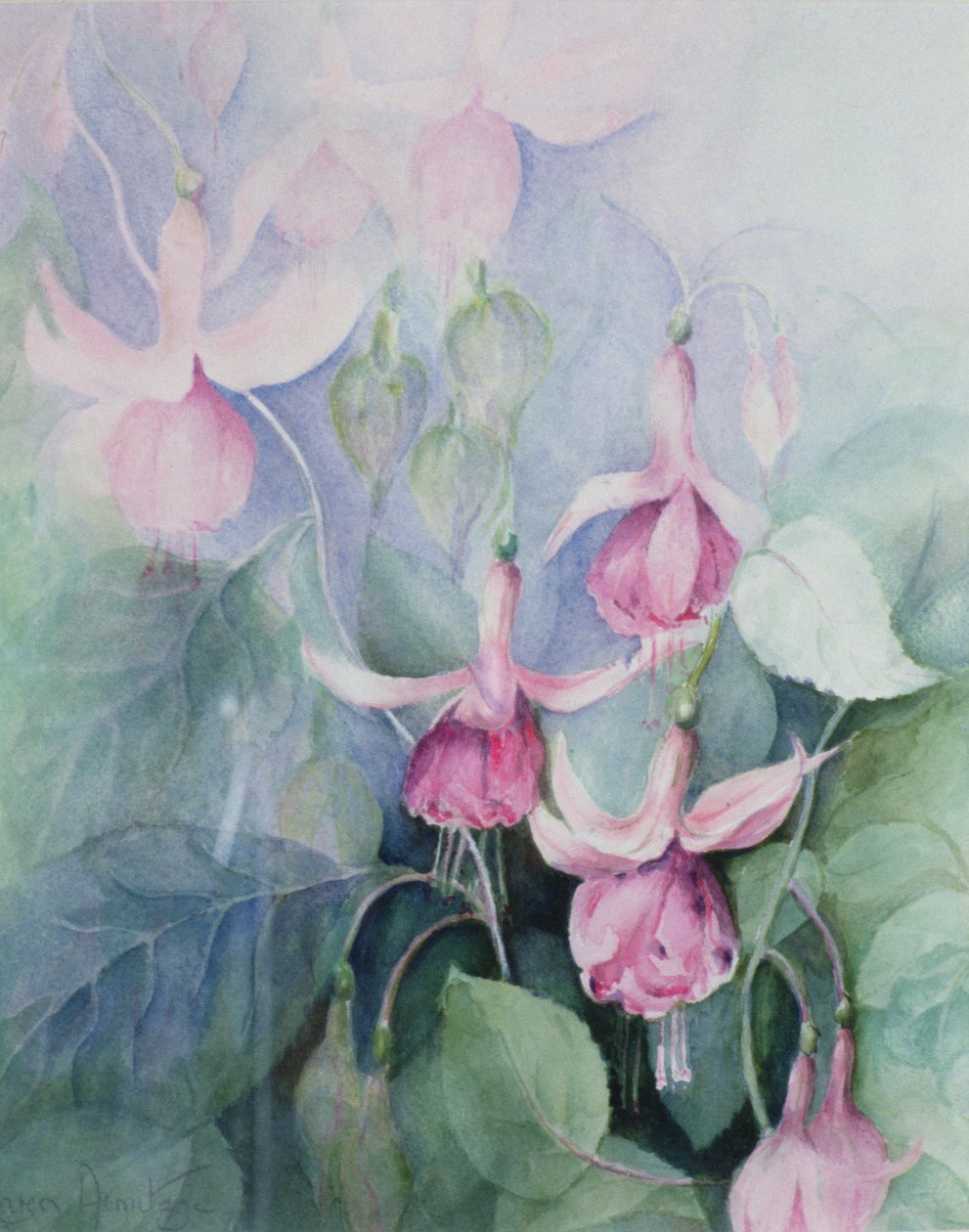 Fuschia, růžový kočí od Karen Armitage