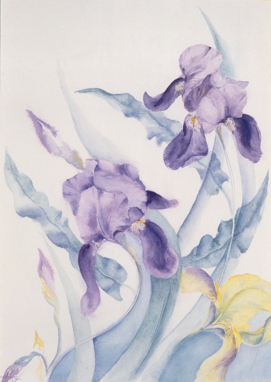 Iris, modrá klisna od Karen Armitage