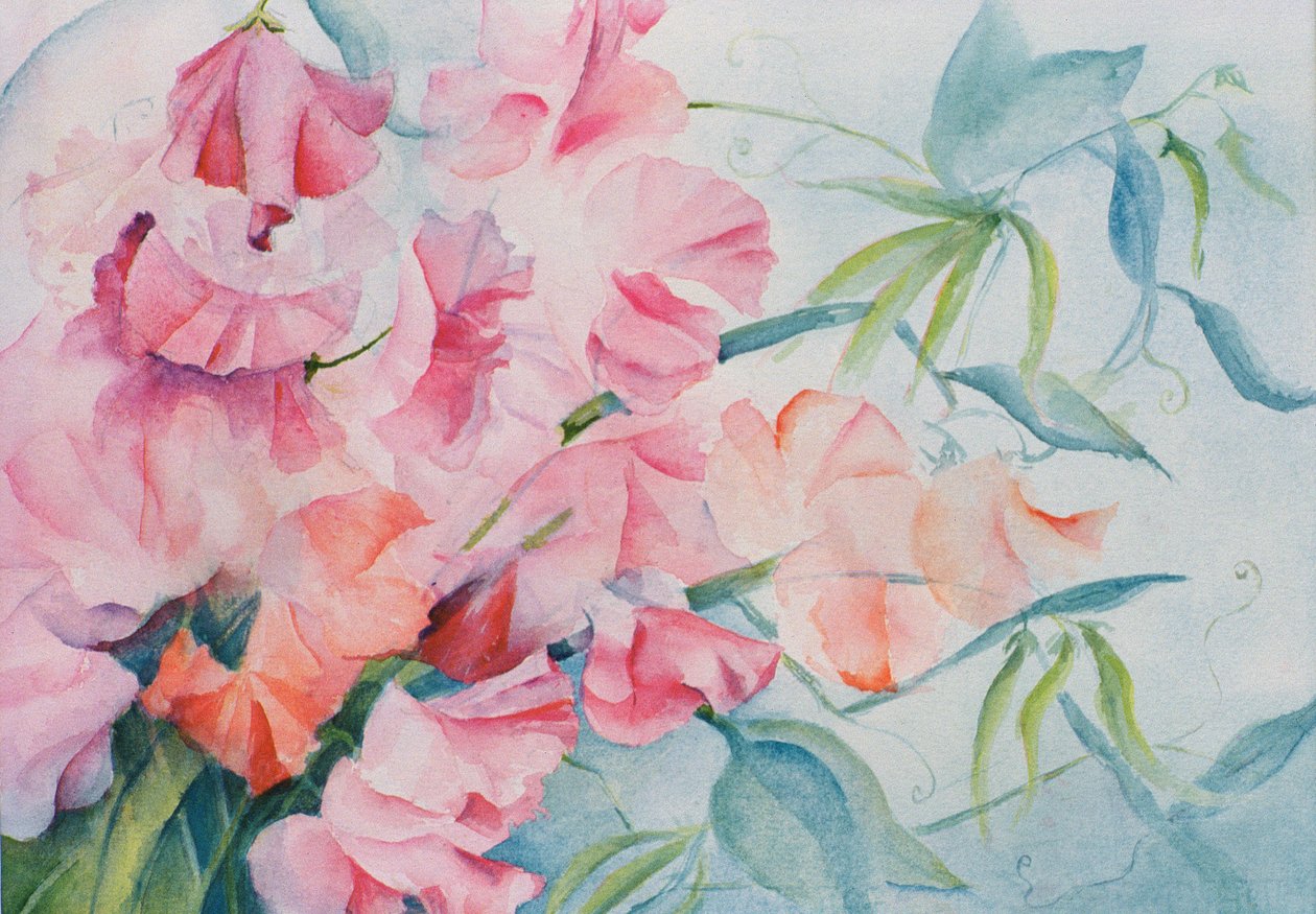 Lathyrus Odoratus, sladký hrášek (horizontální) od Karen Armitage