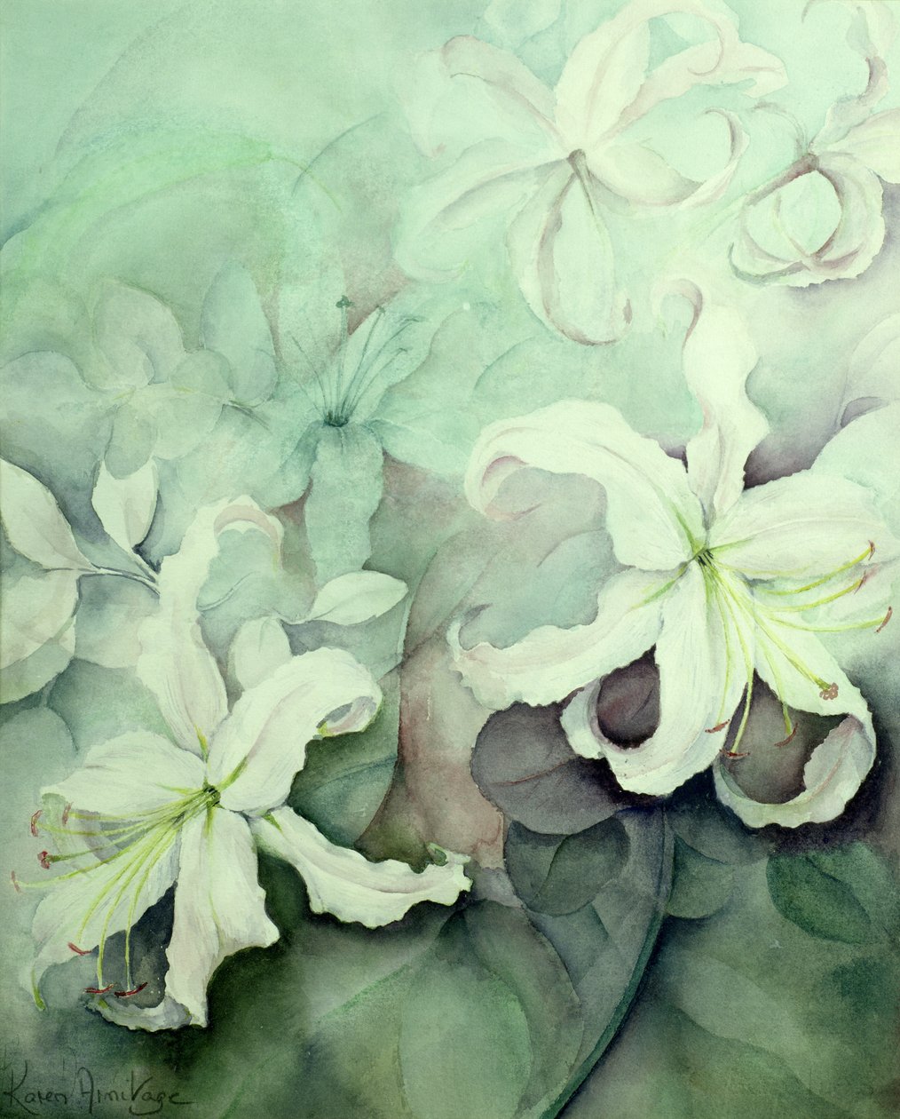 Lilie, bílé Auratum od Karen Armitage