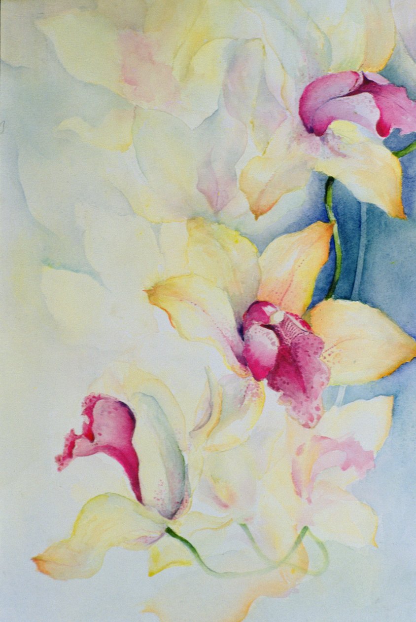 Orchidej, Cymbidium, princ Charles od Karen Armitage