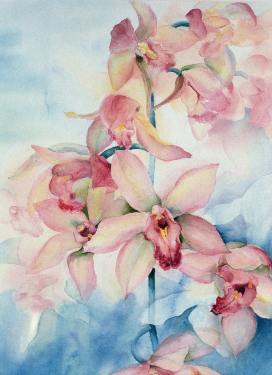 Orchidej Cymbidium Ramley od Karen Armitage