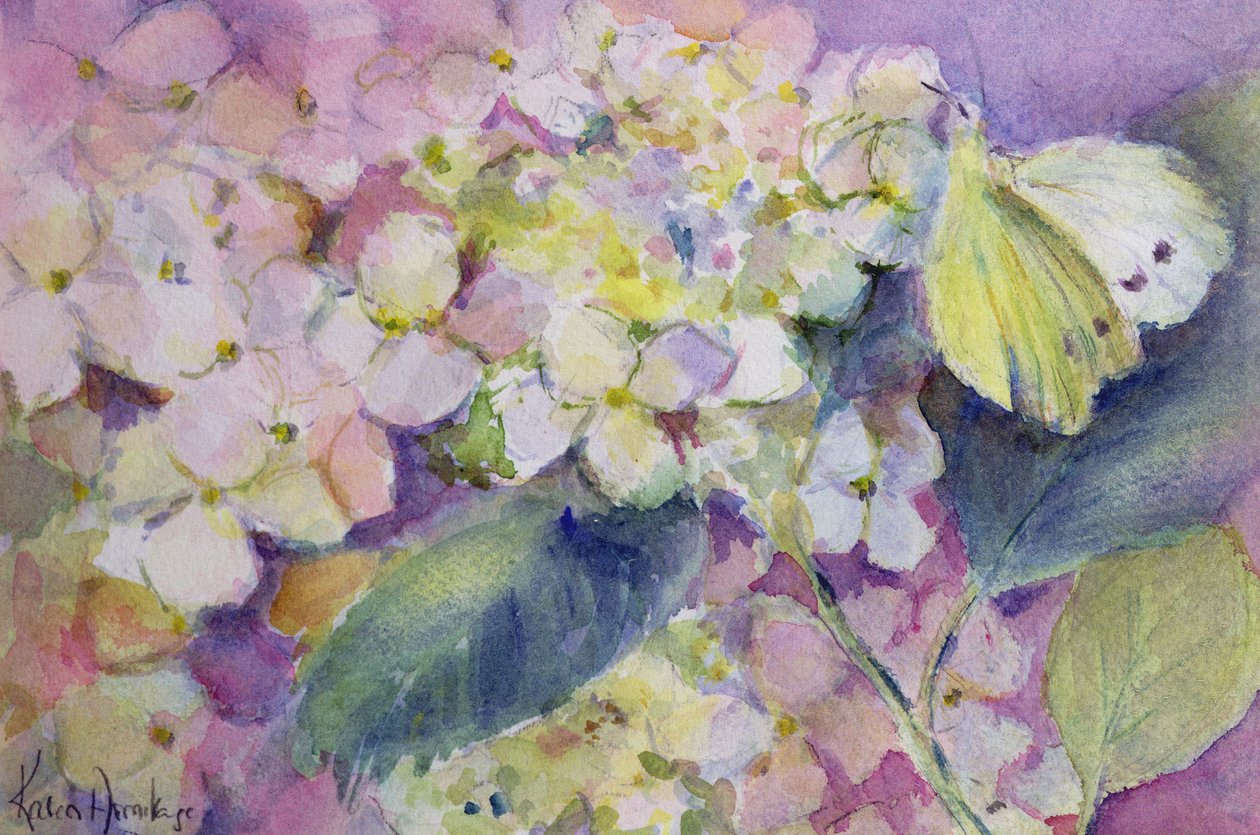 Bledě zakalený žlutý motýl, Colias Hyale na hortenzii od Karen Armitage