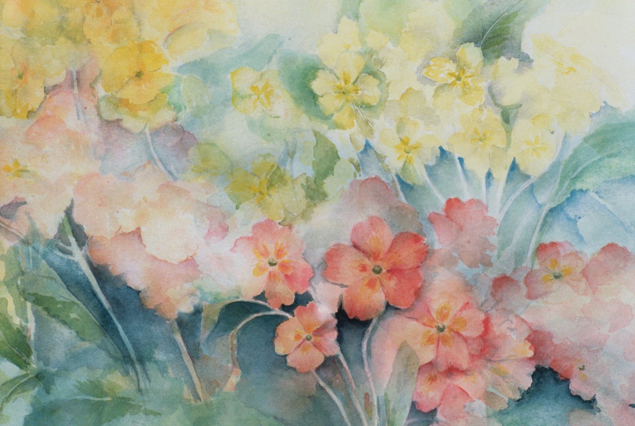 Polyanthus, smíšené hybridy od Karen Armitage