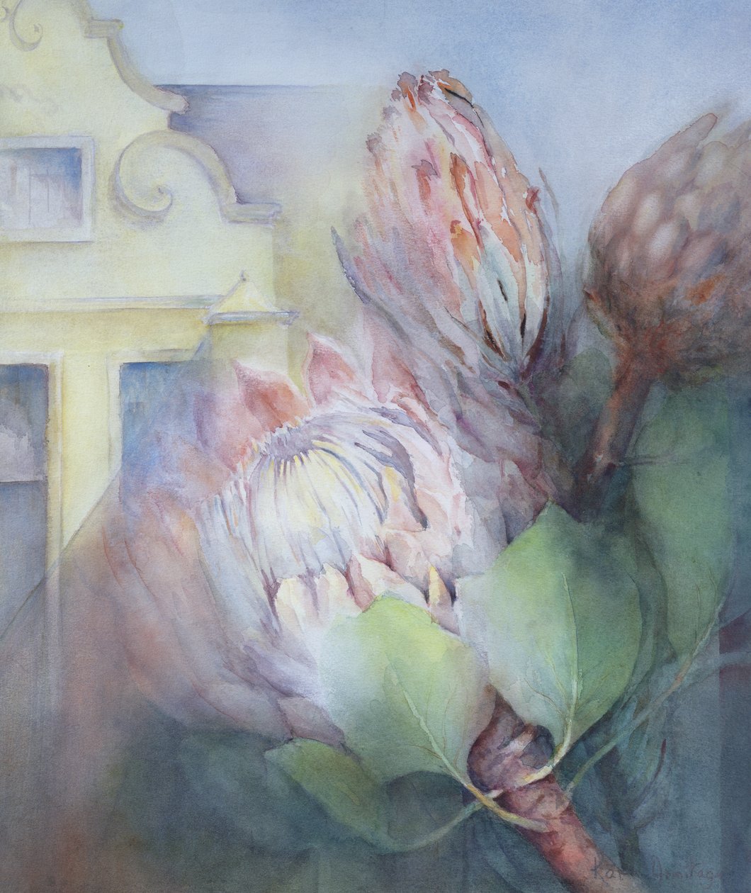 Protea ve Stellenboschi, 1992 (wc) od Karen Armitage