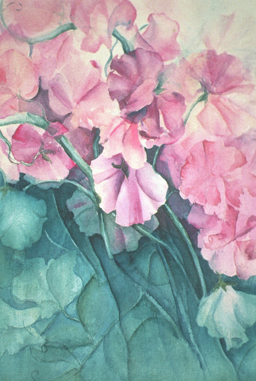 Sweet Peas, Pink Pride (vertikální) od Karen Armitage