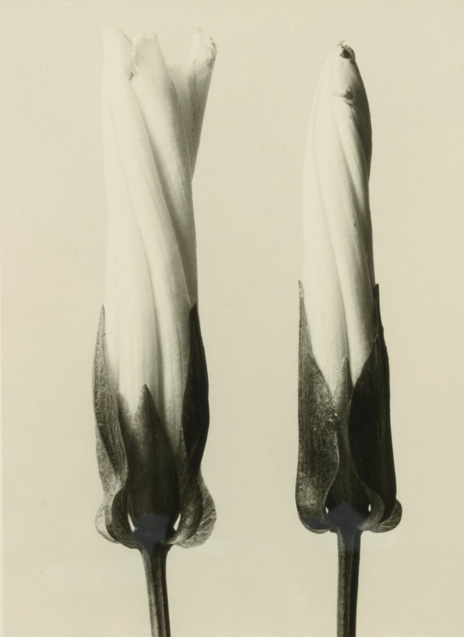 Calystegia sépium, 1929 (hlubotisk) od Karl Blossfeldt